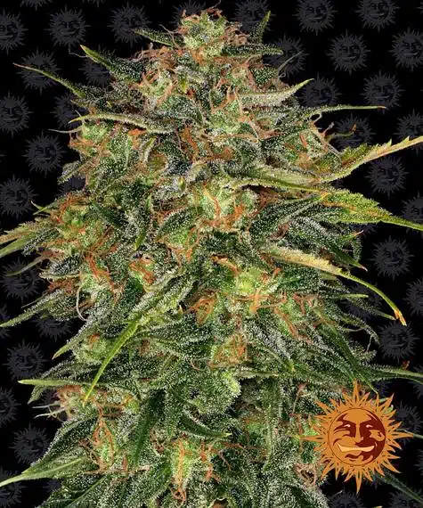 Cheese | Barney's Farm | FEM Photoperiod Seeds