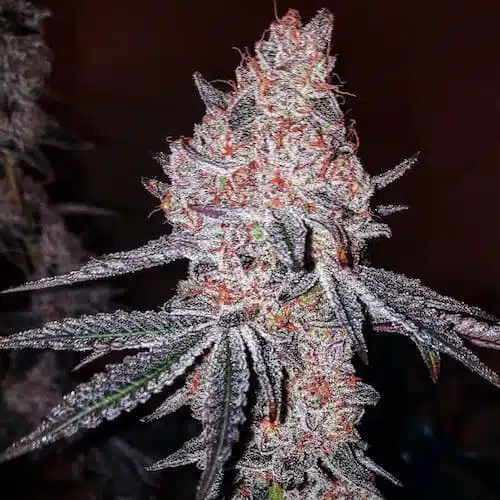 Strawberry OG Cookies R1 | Ethos Genetics | FEM Photoperiod Seeds