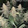SOFEM GENETICS - LEMON SKUNK TANGIE STRAIN - AUTO FEM - 3 PACK - Image 2