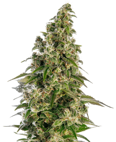 Image of a cannabis plant