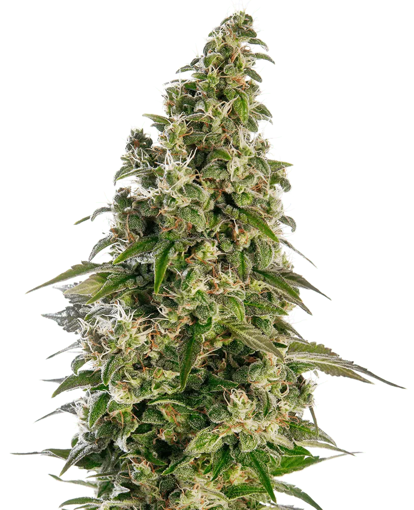 Image of a cannabis plant