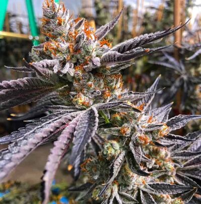 EXOTIC GENETIX - MINT CHOCOLATE CHIP F2 STRAIN - REG PHOTO - 10 PACK