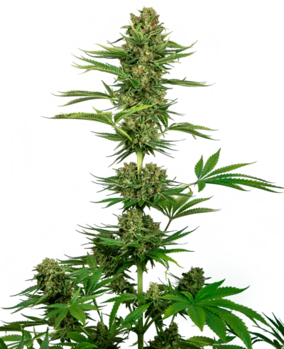 Cannabis image