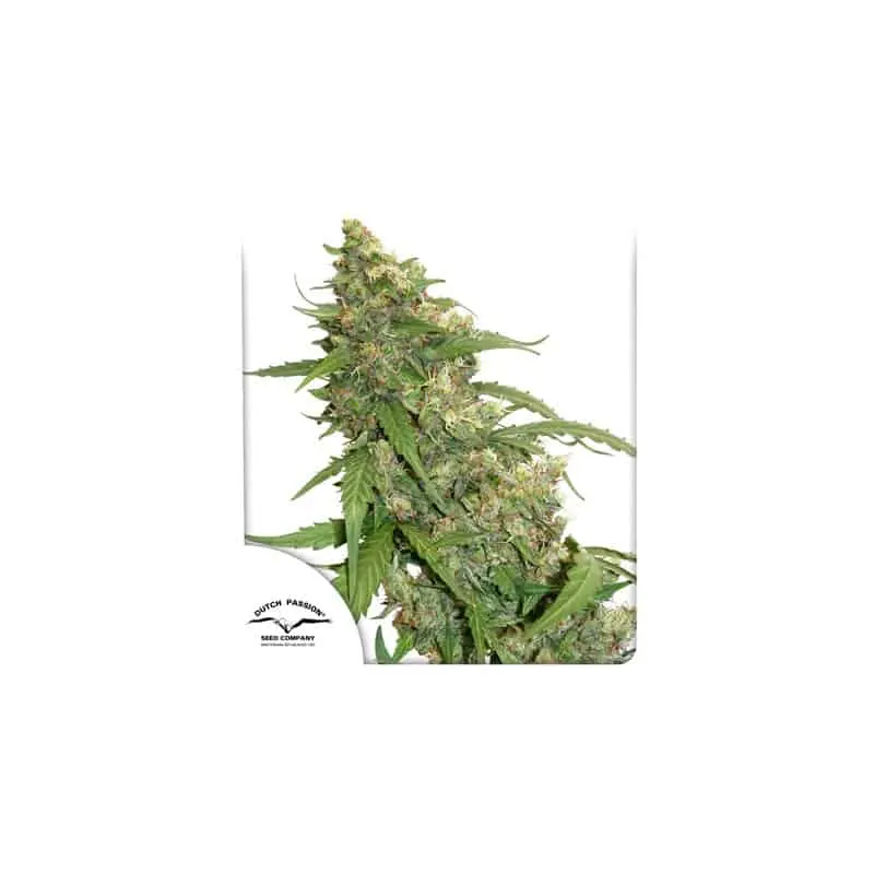 CBD Compassion Lime Auto | Dutch Passion | FEM Autoflower Seeds