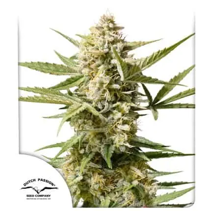 Cinderella Jack Auto | Dutch Passion | FEM Autoflower Seeds