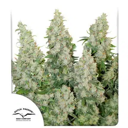 Think Different Auto | Dutch Passion | FEM Autoflower Seeds