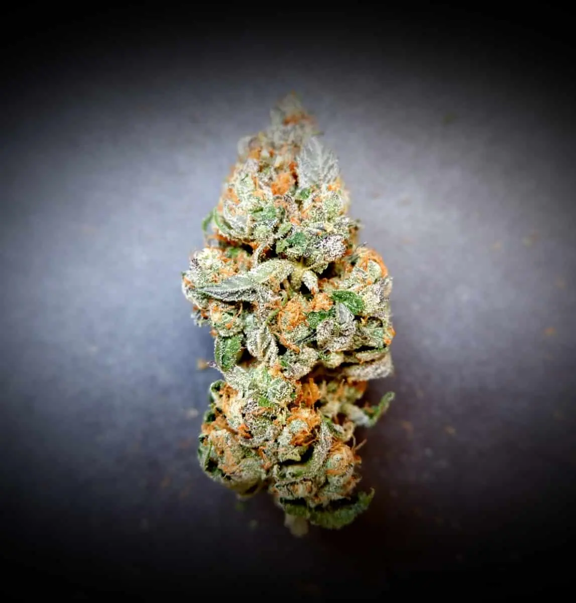 TASTEBUDZ - GELONADE STRAIN - FEM PHOTO