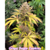 SALE: PHOTON PHARMS - GRAPE SUGARED COOKIES STRAIN - AUTO FEM - 3 PACK - Image 2