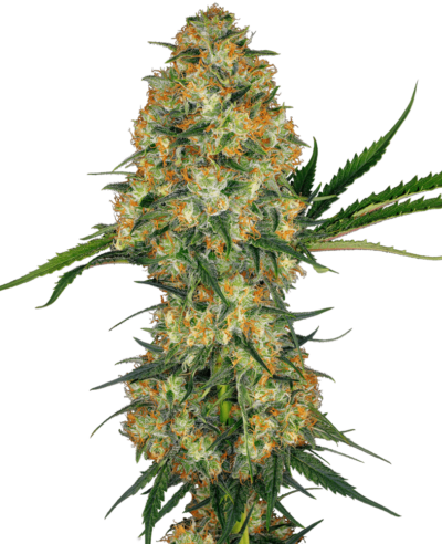 Image of a cannabis plant