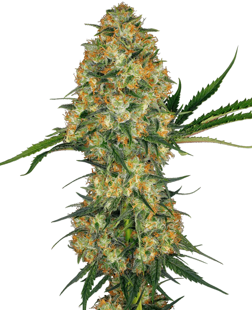Image of a cannabis plant