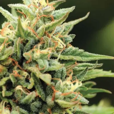 California Sour Diesel | Humboldt Seed Co | FEM Photoperiod Seeds