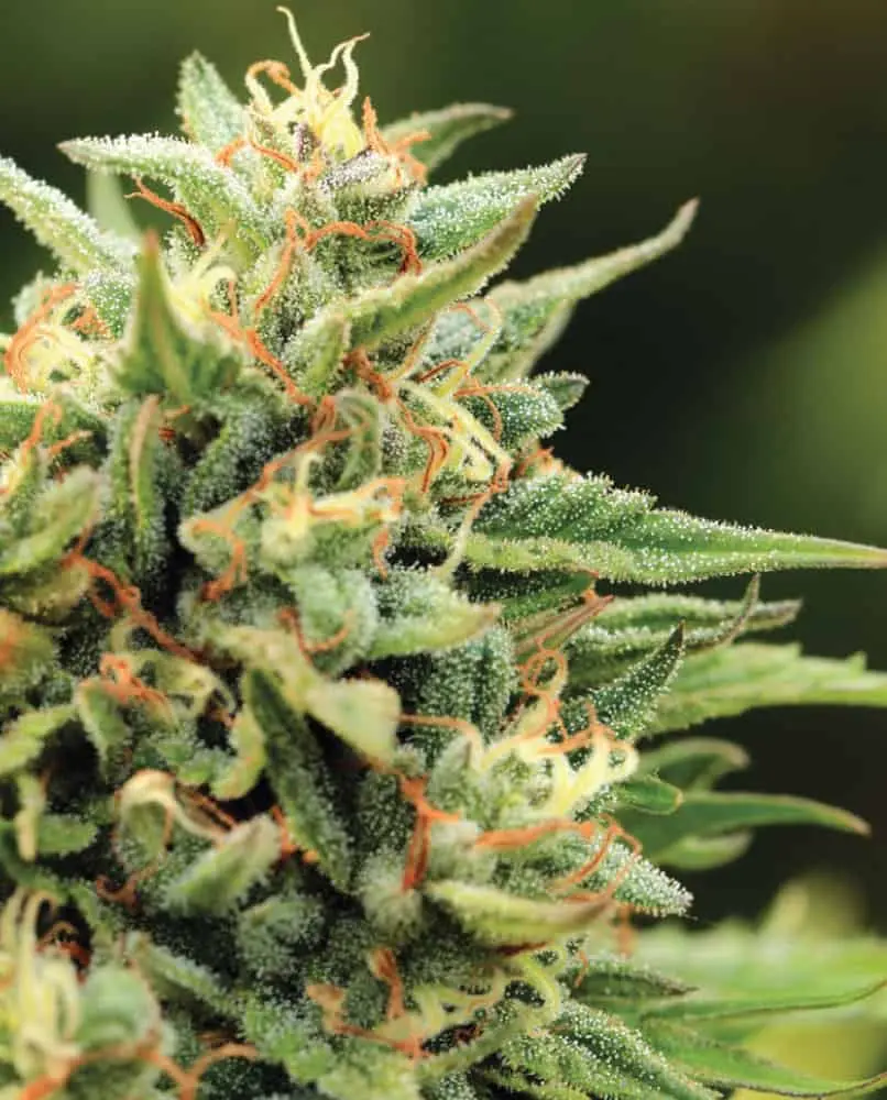 California Sour Diesel | Humboldt Seed Co | FEM Photoperiod Seeds