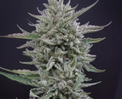 SPEEDRUN SEEDS - FROSTED CHERRY O'S F3 STRAIN - AUTO FEM 3 Pack