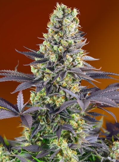 SWEET SEEDS - SWEET ZENZATION STRAIN - FEM PHOTO