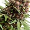 MOSCA SEEDS/TIKI MADMAN - RASPBERRY BOOGIE S1 STRAIN - FEM PHOTO - 8 PACK - Image 3