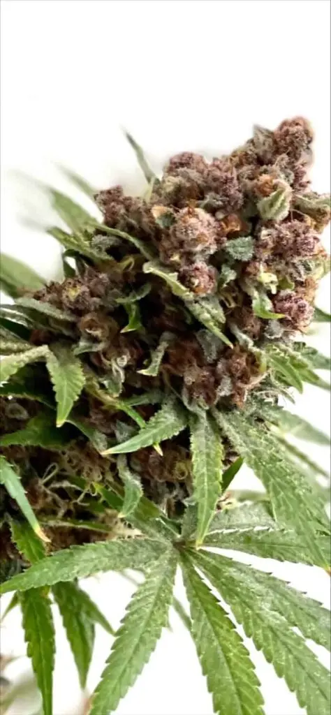 MOSCA SEEDS/TIKI MADMAN – RASPBERRY BOOGIE S1 STRAIN – FEM PHOTO – 8 PACK