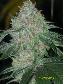 Buddha Tahoe OG | Cali Connection | FEM Photoperiod Seeds