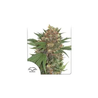 Master Kush | Dutch Passion | FEM Photoperiod Seeds