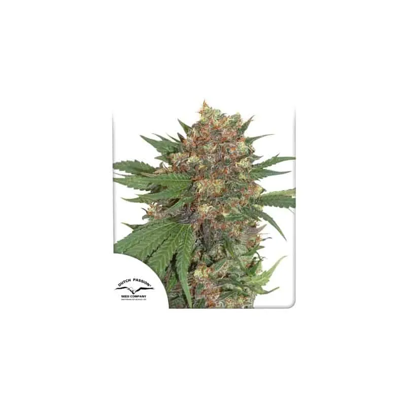 Master Kush | Dutch Passion | FEM Photoperiod Seeds