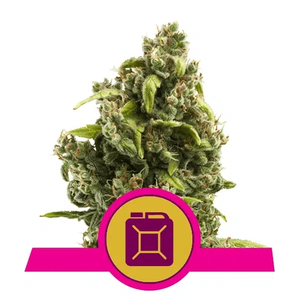 ROYAL QUEEN SEEDS - SOUR DIESEL STRAIN - FEM PHOTO