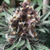 MOSCA SEEDS/TIKI MADMAN - ICE PIE x RASPBERRY BOOGIE STRAIN - FEM PHOTO - 6 PACK - Image 2