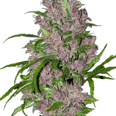 Image of a cannabis plant