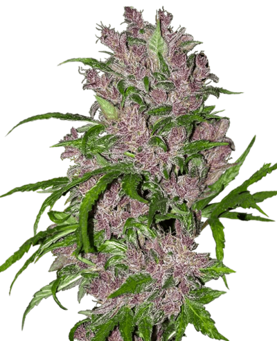 Image of a cannabis plant