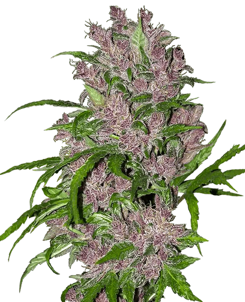 Image of a cannabis plant