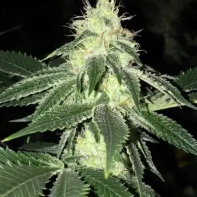 Lemon Tart | Cali Connection | FEM Photoperiod Seeds