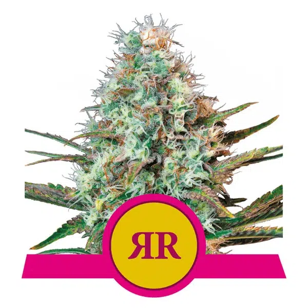 ROYAL QUEEN SEEDS - ROYAL RUNTZ STRAIN - FEM PHOTO