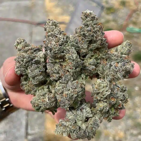 EXOTIC GENETIX - GARY POPPINS STRAIN - FEM PHOTO - 6 PACK