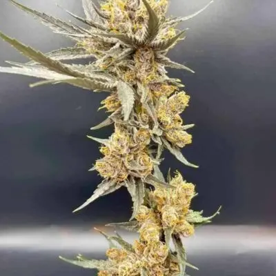 IN HOUSE GENETICS - CHERRY WHIP STRAIN - FEM PHOTO