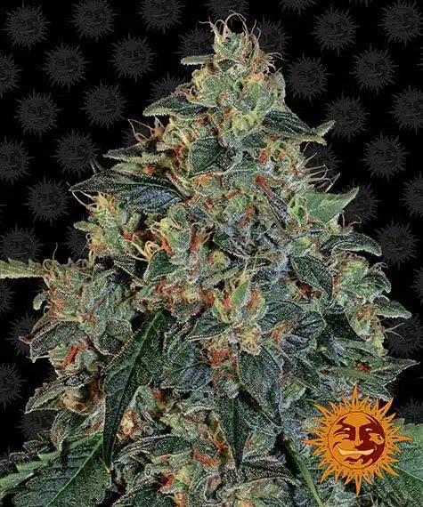 Blueberry OG | Barney's Farm | FEM Photoperiod Seeds
