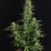 ROYAL QUEEN SEEDS - EPSILON F1 STRAIN - AUTO FEM - Image 4