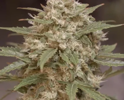 citrus bubblegum speed run seeds autoflower female cannabis plant3