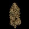 TWENTY20 - GRAN CHAMPAGNE STRAIN - FEM PHOTO - Image 3