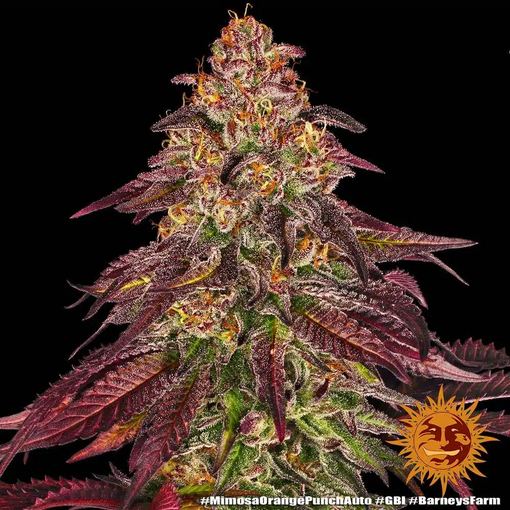 Mimosa X Orange Punch Auto | Barney's Farm | FEM Autoflower Seeds