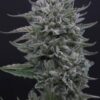 SALE: MUTANT GENETICS - FROSTED CHERRY'Os STRAIN - AUTO FEM- 5 PACK - Image 4