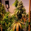 JINXPROOF GENETICS - WATERMELON HUSTLE STRAIN - REG PHOTO - 12 PACK - Image 7