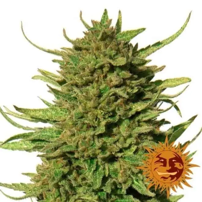 [Breeder Bonus] BARNEY'S FARM - CRITICAL KUSH STRAIN - FEM PHOTO - 1 PACK