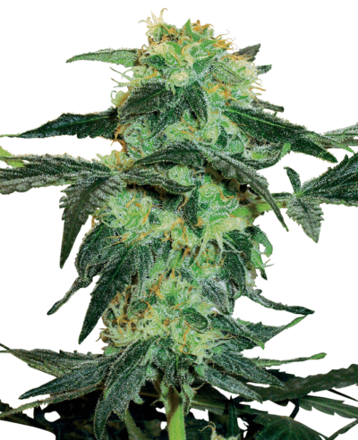 SENSI SEEDS WHITE LABEL - WHITE ICE STRAIN - FEM PHOTO