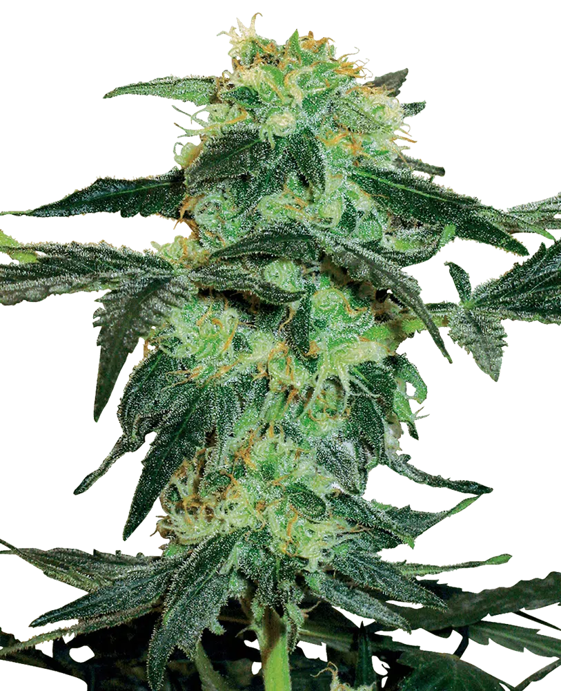 SENSI SEEDS WHITE LABEL - WHITE ICE STRAIN - FEM PHOTO