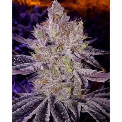 Apex R1 | Ethos Genetics | FEM Photoperiod Seeds
