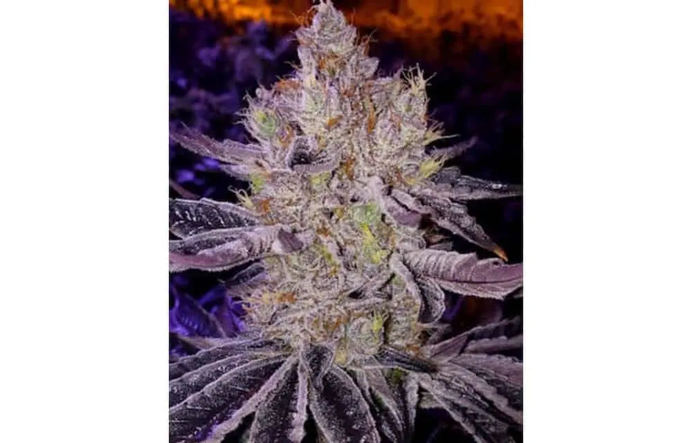 Apex R1 | Ethos Genetics | FEM Photoperiod Seeds