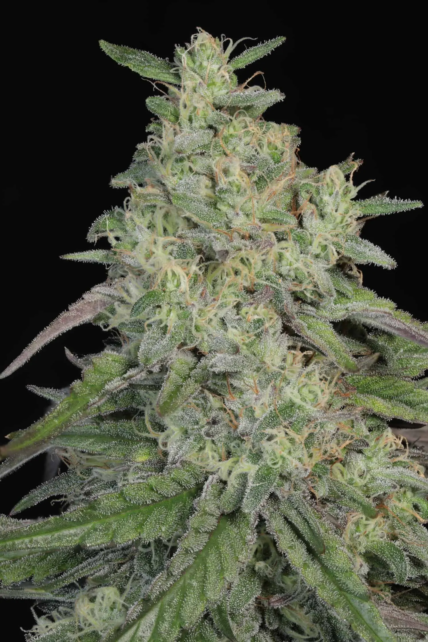 TWENTY20 - AUTOWRECK F4 STRAIN - AUTO FEM