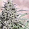 SPEEDRUN SEEDS - SAPPHYRE F2 STRAIN - AUTO FEM - Image 5