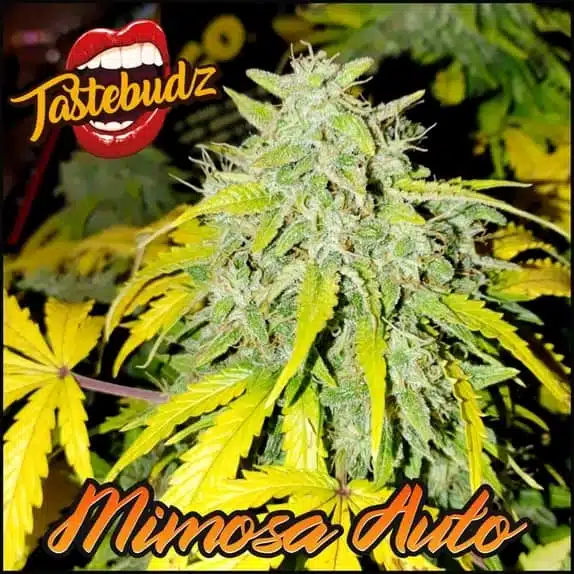 TASTEBUDZ – MIMOSA STRAIN – AUTO FEM