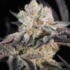 SIN CITY SEEDS - MUDSLIDE STRAIN - FEM PHOTO -7 PACK - Image 3