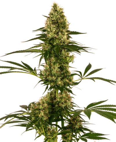 Image of a cannabis plant
