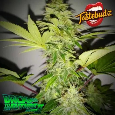 TASTEBUDZ - BACK TO THE FUTURE #2 STRAIN - FEM PHOTO
